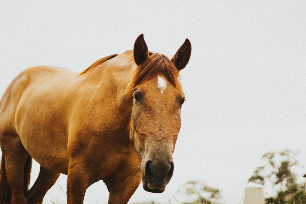 brown horse in close up photography