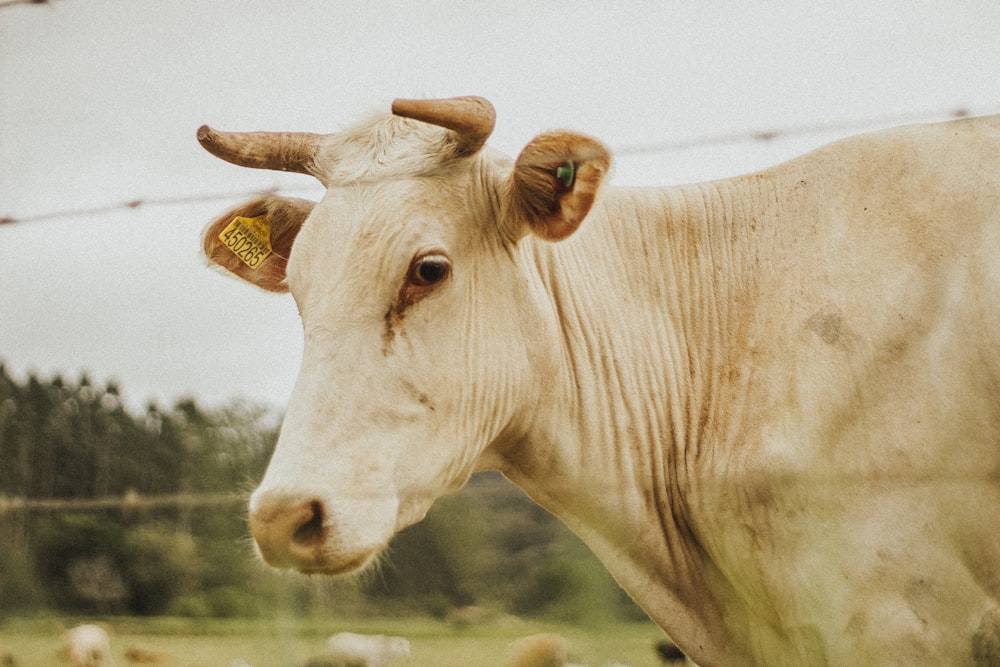 vache blanche aux yeux jaunes