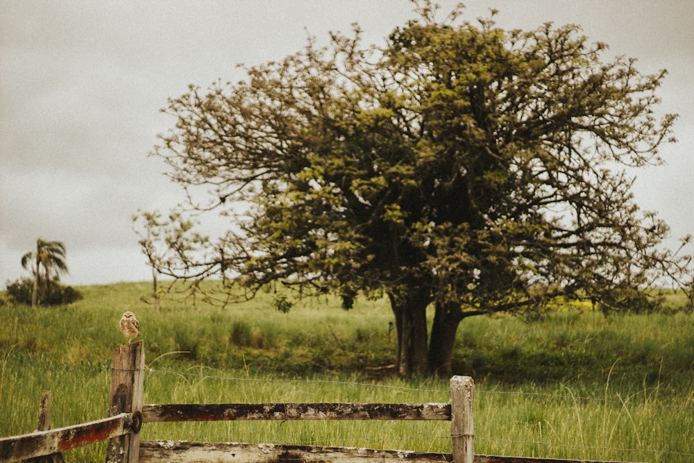 green tree on green grass field during daytime