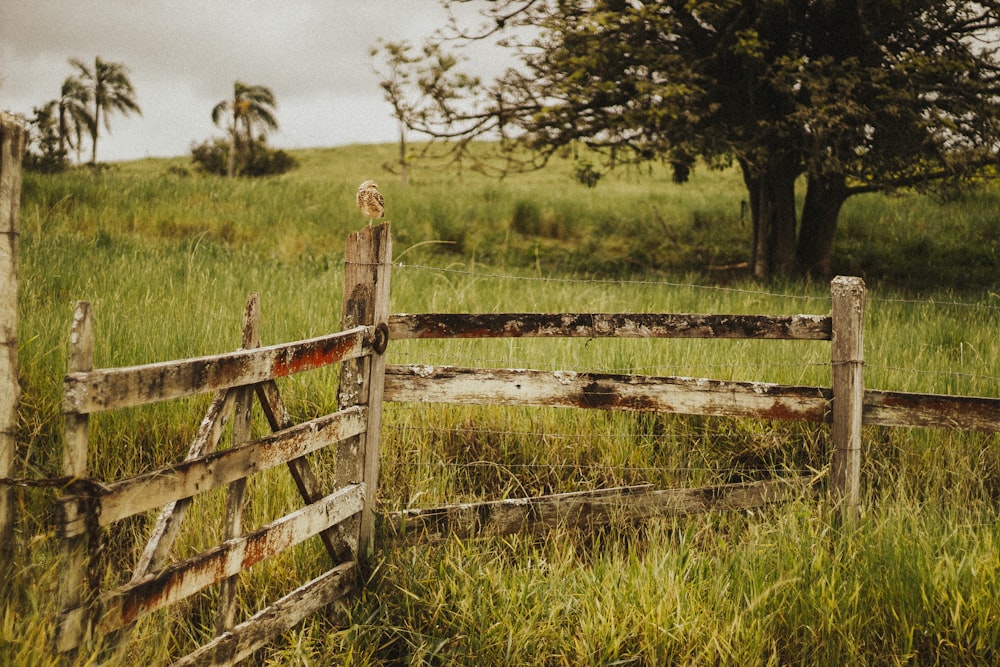 brown wooden fence on green grass field during daytime