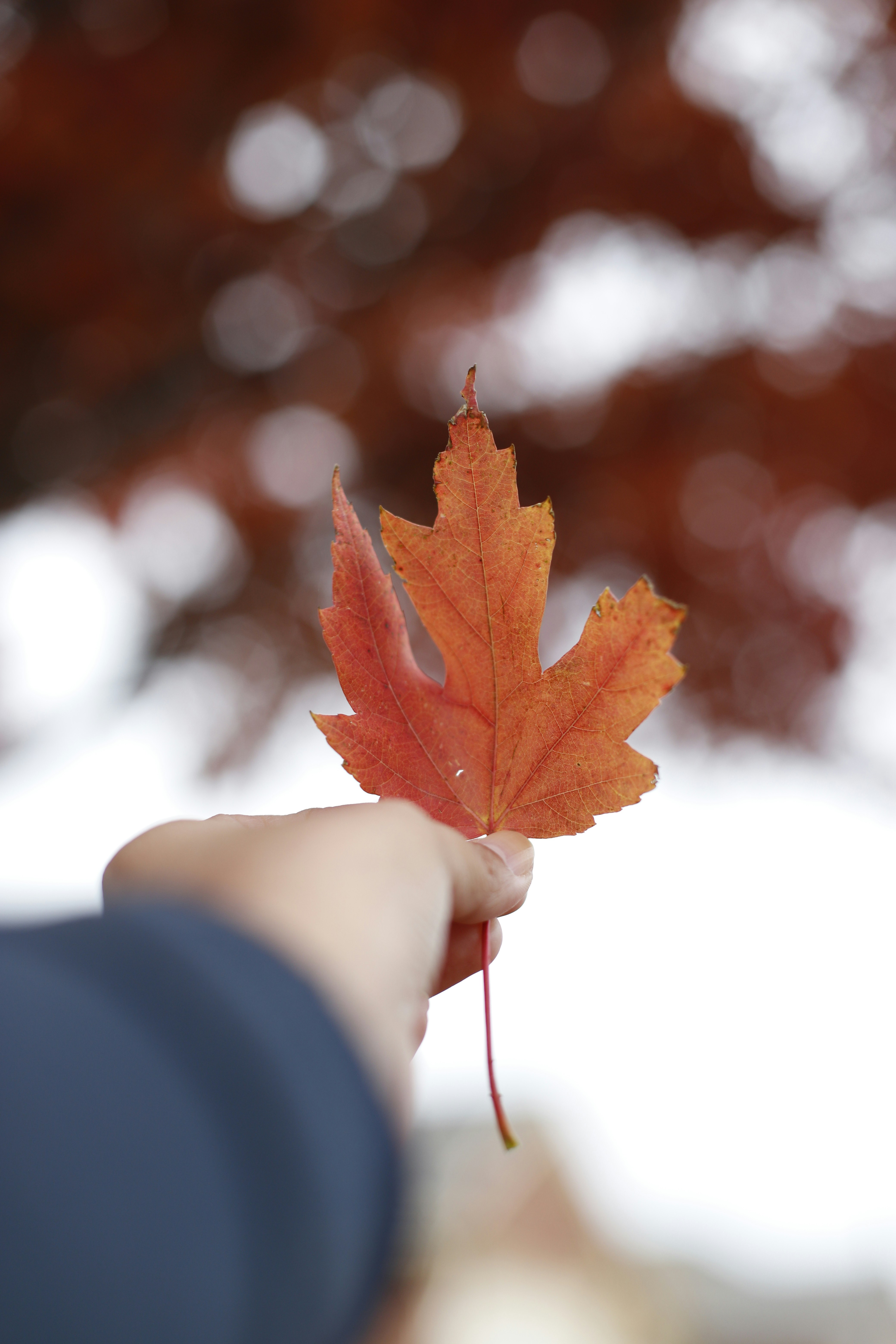 person holding brown maple leaf