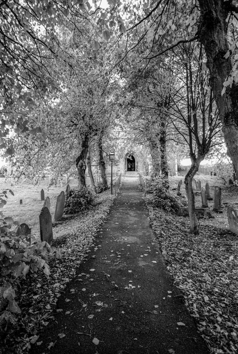 grayscale photo of pathway between trees