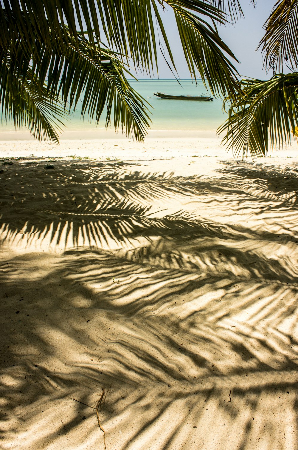 Grüne Palme auf weißem Sand tagsüber