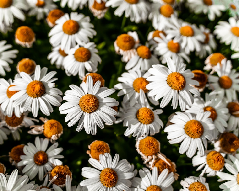 white and yellow daisy flowers