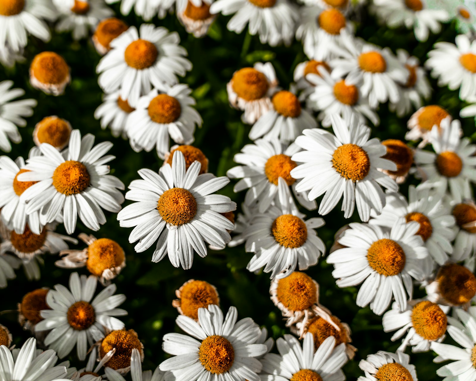 Sigma 24-70mm F2.8 DG DN Art sample photo. White and yellow daisy photography