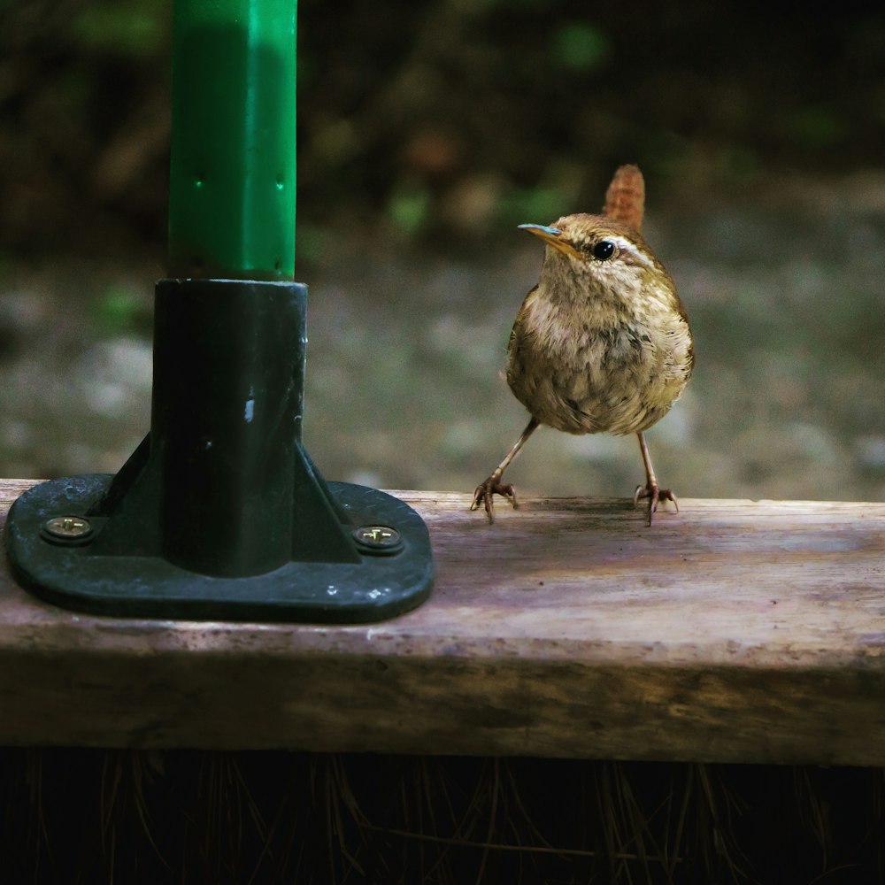 brown bird on black metal stand