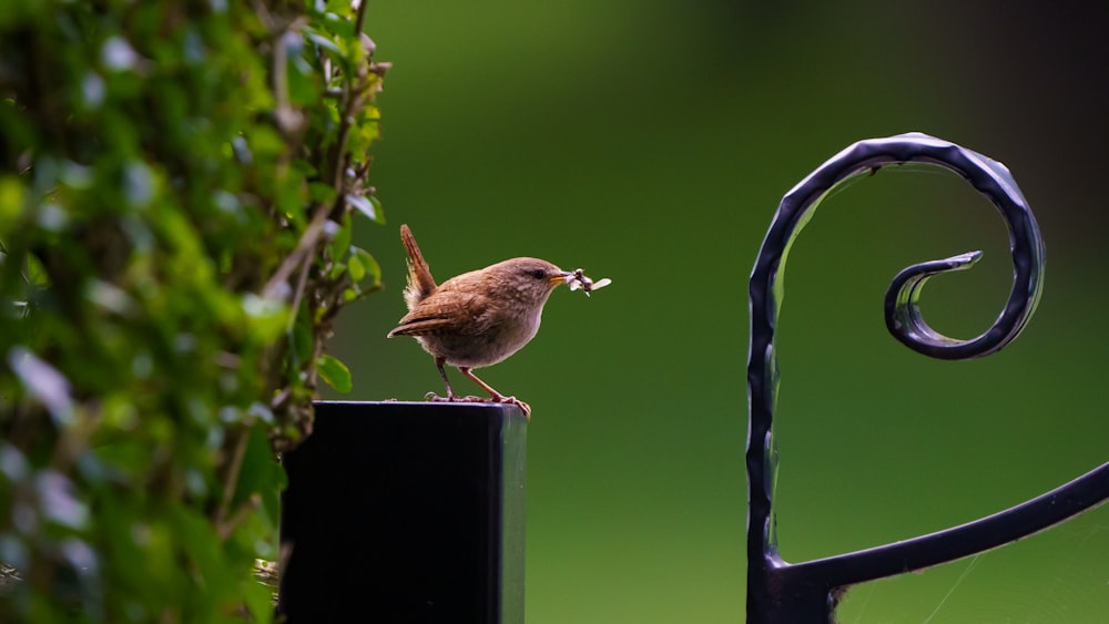 Pájaro marrón en la valla de metal negro durante el día