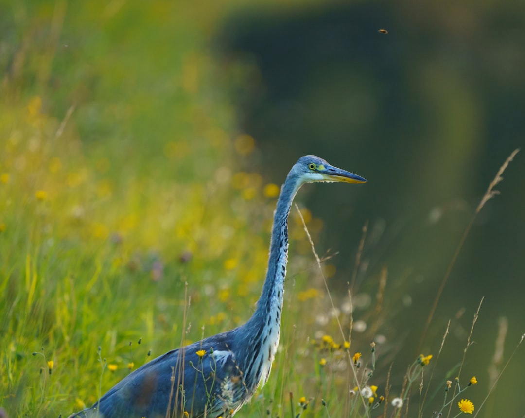 Wildlife photo spot Worsley Moel Famau