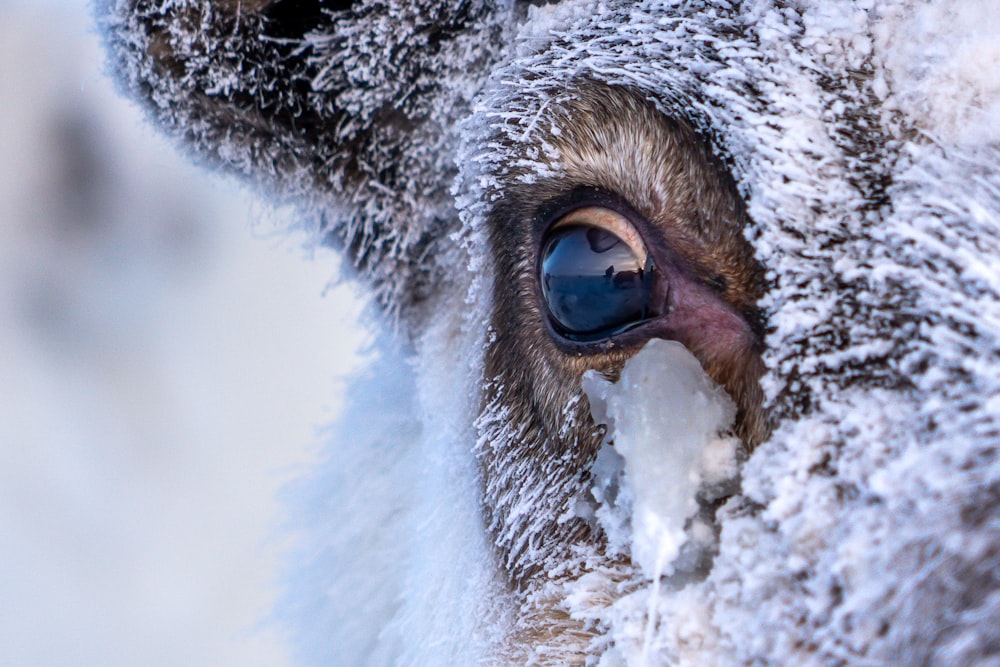 white and gray animal eye