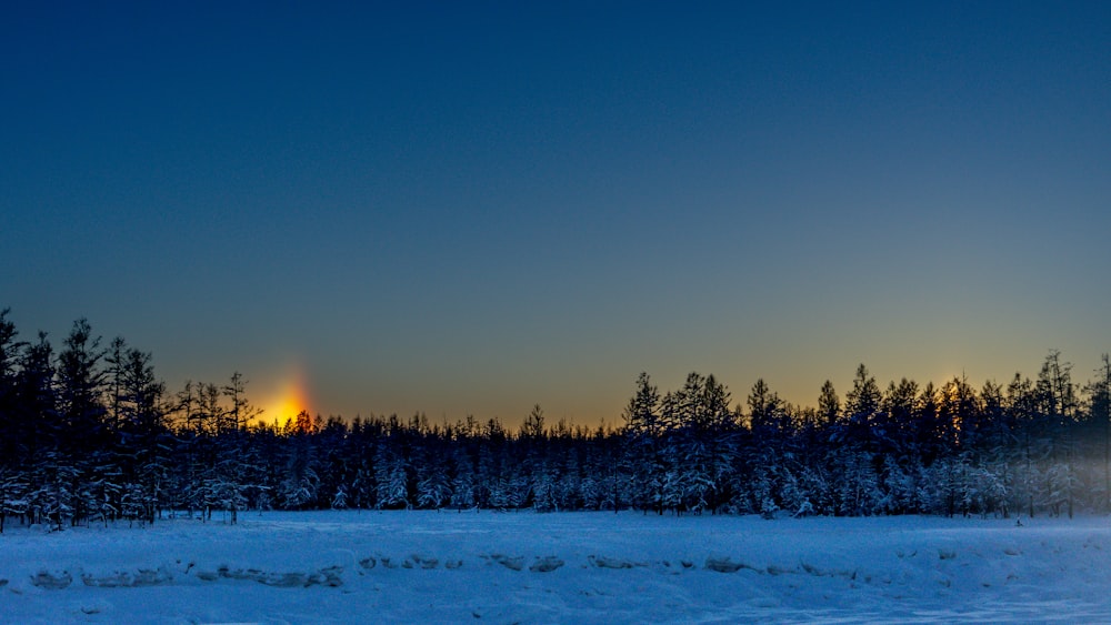 trees on snow covered ground during sunset