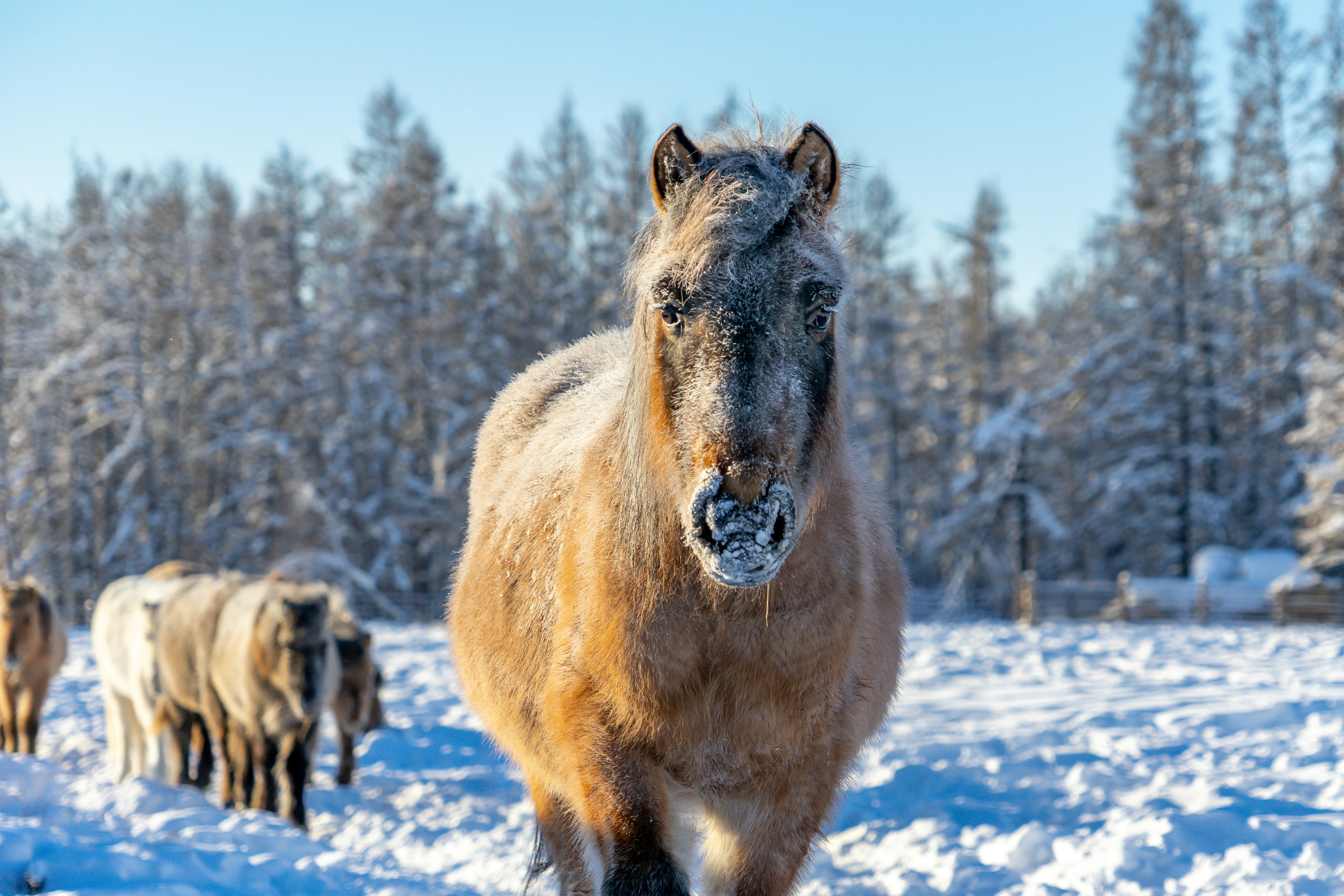 brown and black horse on snow covered ground during daytime