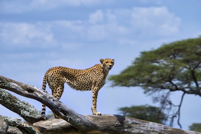 cheetah on brown wooden log under blue sky during daytime