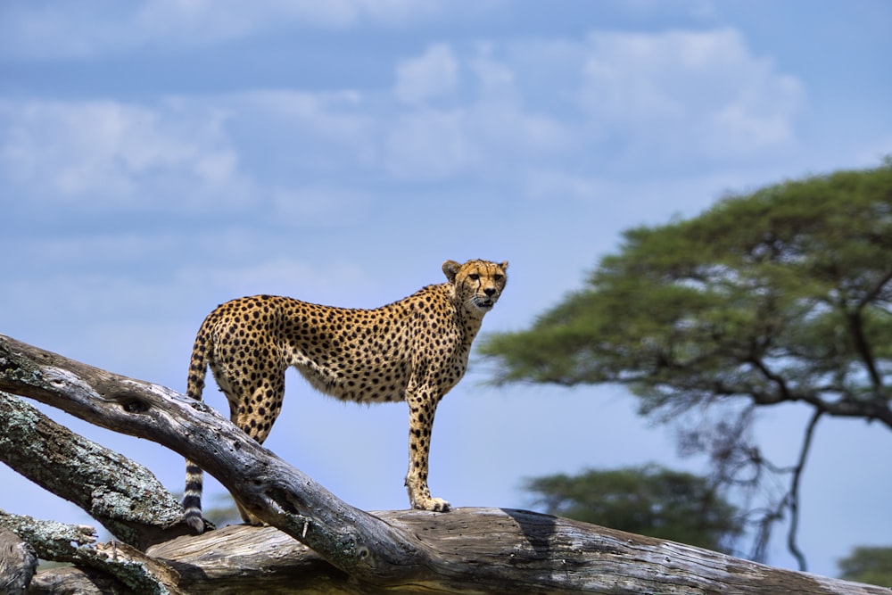 guepardo en tronco de madera marrón bajo el cielo azul durante el día