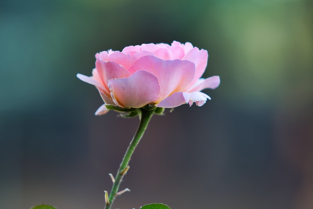 pink rose in bloom during daytime