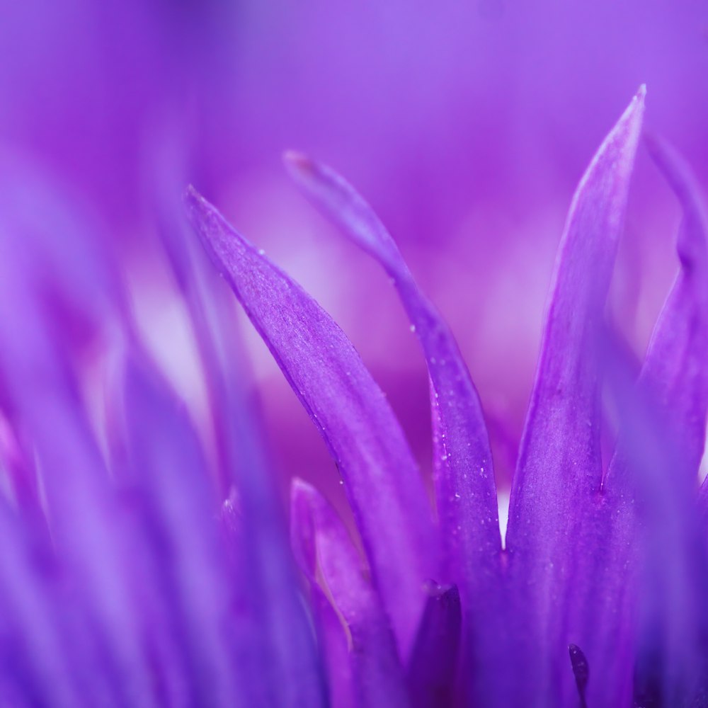 purple flower in macro lens