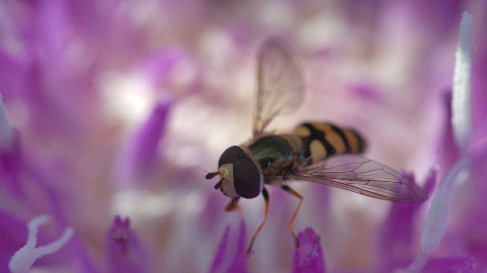 yellow and black bee on pink flower