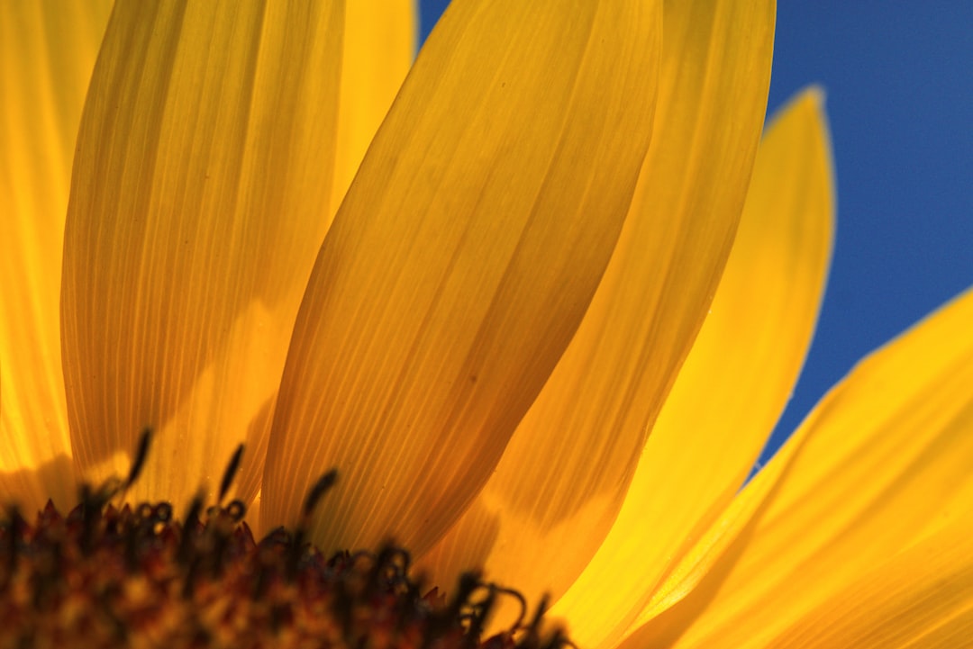 yellow flower in macro lens photography