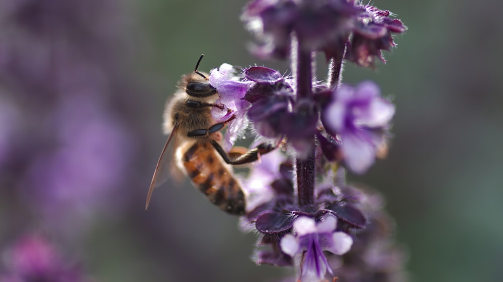 brown and black bee on purple flower