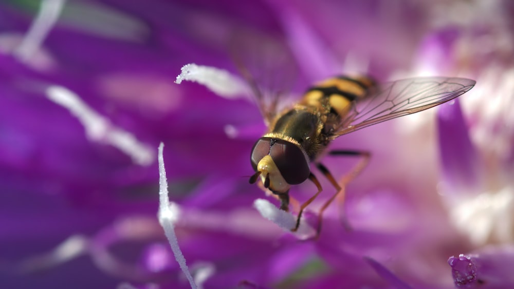 yellow and black bee on purple flower