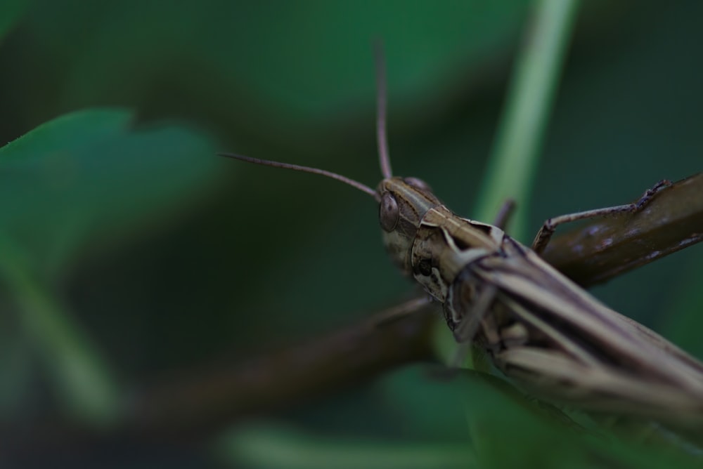 brown grasshopper perched on brown stem in close up photography during daytime