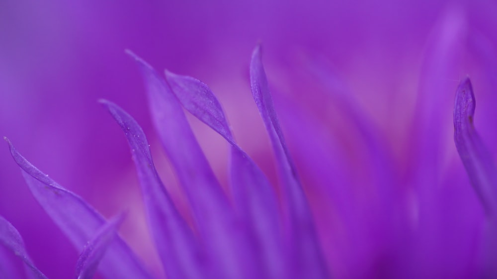 purple flower in macro lens