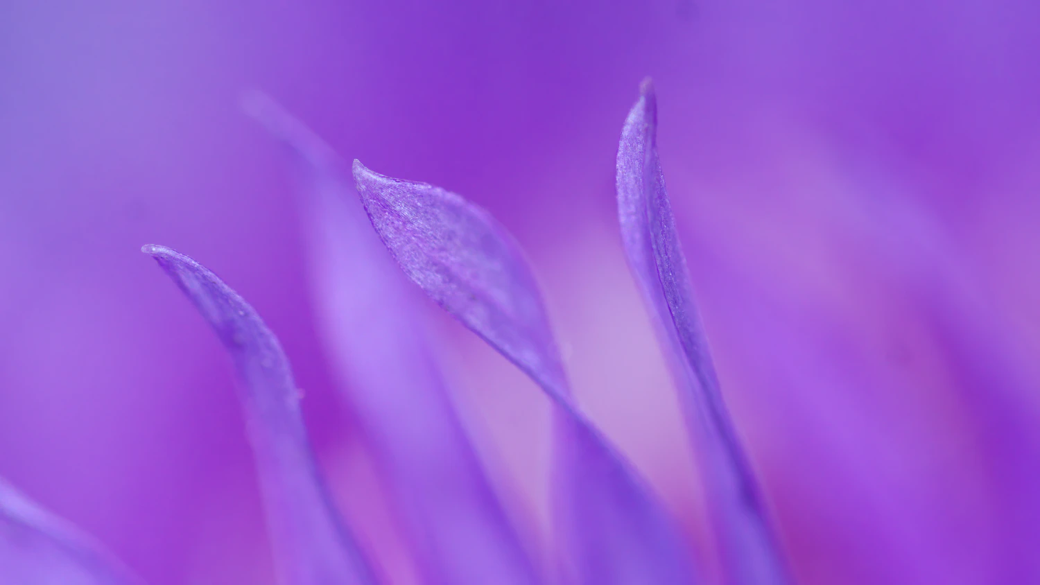 At close range a single flower becomes a landscape of ridges and texture, and only a thin slice of it can be sharp.