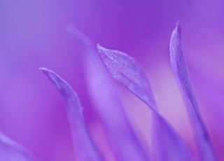purple flower in macro lens