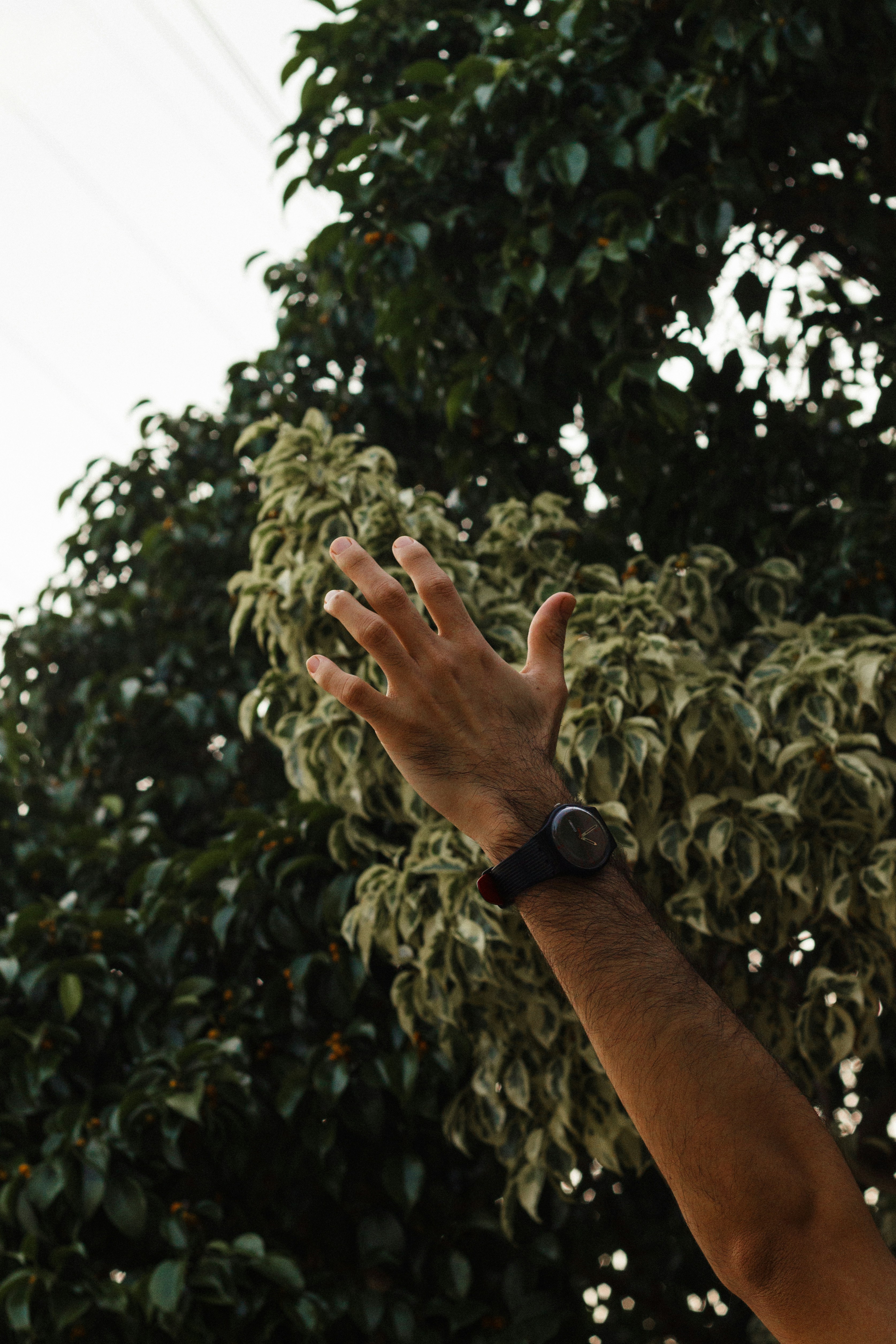 Persona que lleva un reloj negro sosteniendo una planta verde