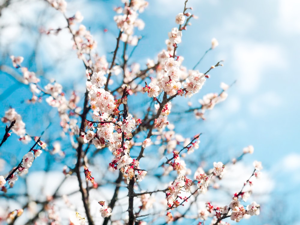 white and pink cherry blossom