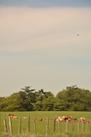 A peaceful rural scene with cows resting near a wooden fence.