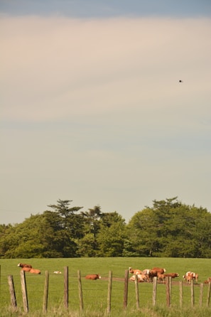 A peaceful rural scene with cows resting near a wooden fence.