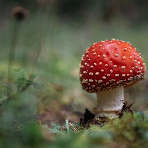 red and white mushroom in close up photography