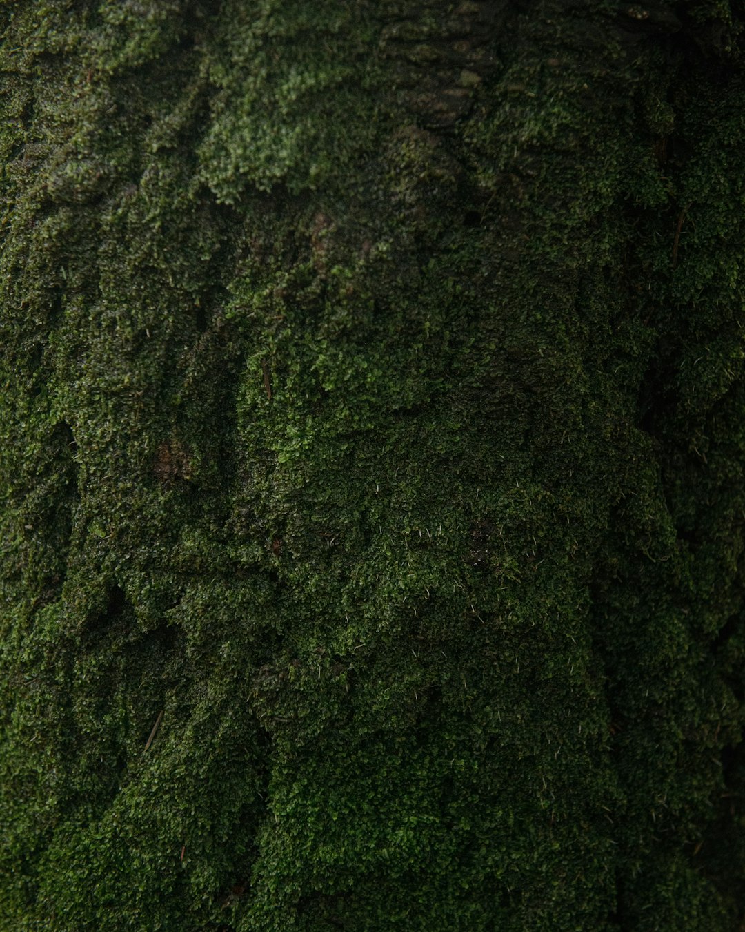 Forest photo spot Olinda VIC Mornington