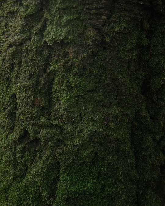 green moss on brown tree trunk in Olinda VIC Australia