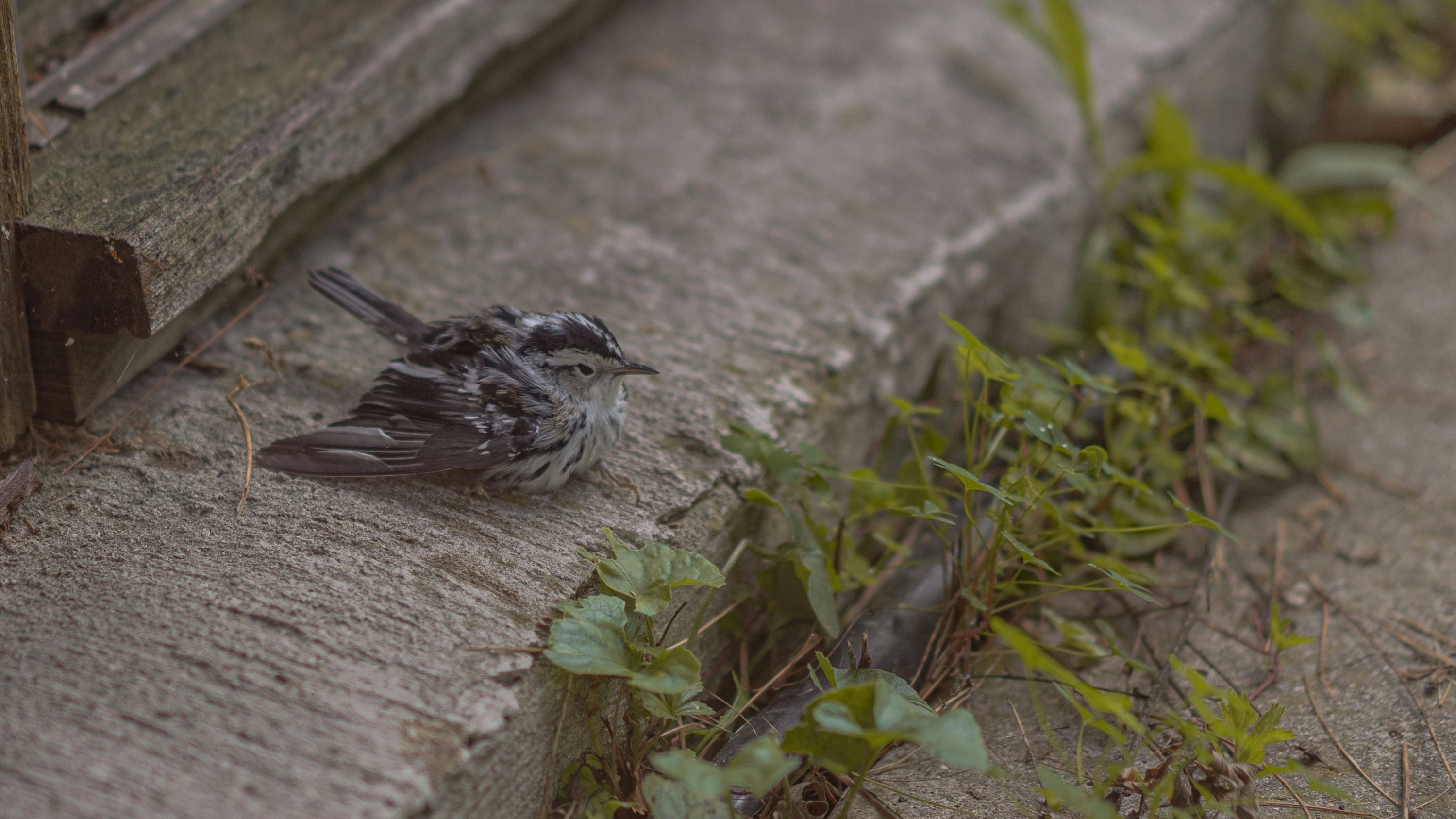 black and white bird on brown tree trunk