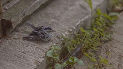 black and white bird on brown tree trunk