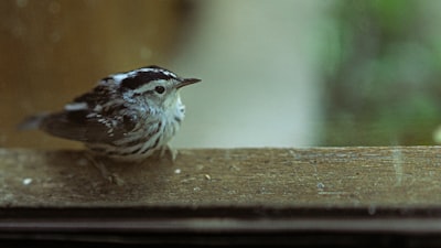 brown and white bird on brown wooden surface