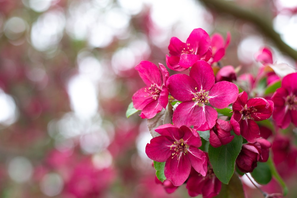 pink flowers in tilt shift lens