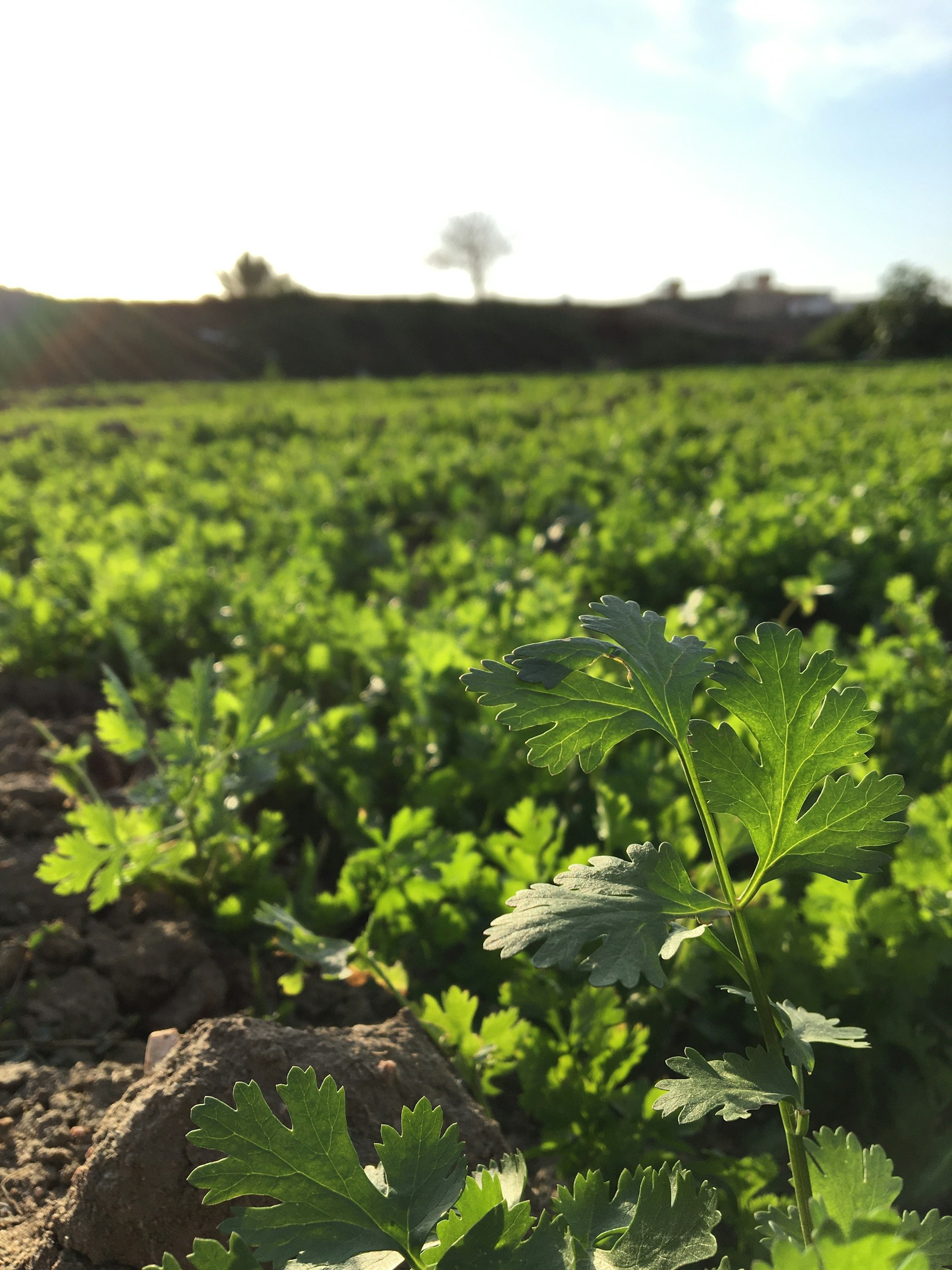 A vibrant field of green CBD plants bathed in warm Moroccan sunlight, with Atlas Mountains in the background.