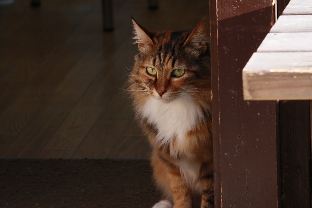 travelers stories about Norwegian forest cat in Osaka, Japan