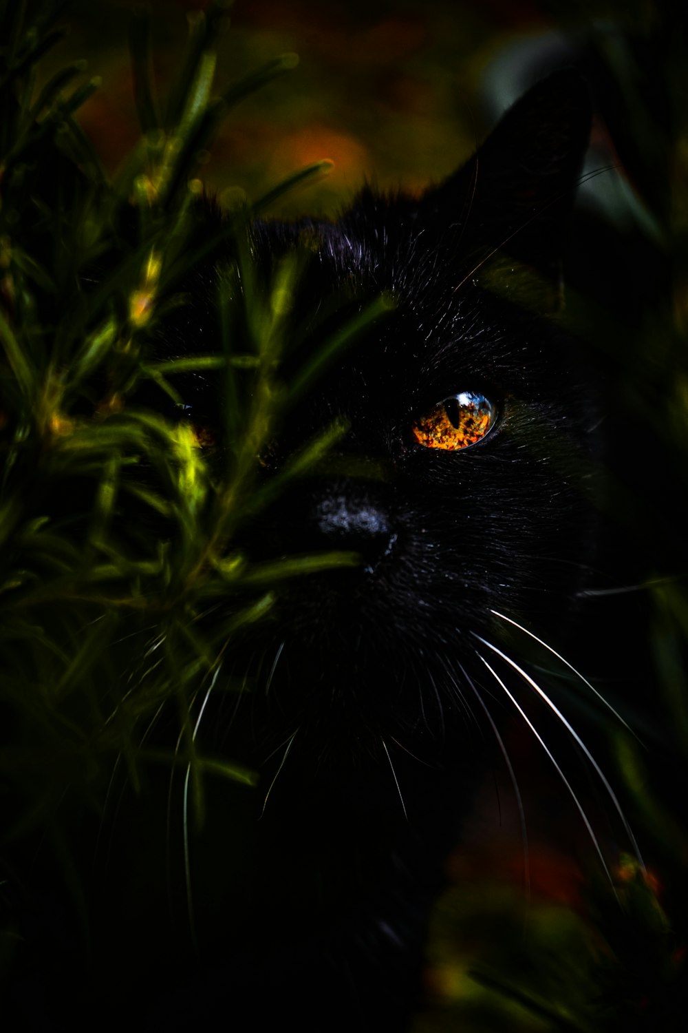 緑の芝生の上の黒猫
