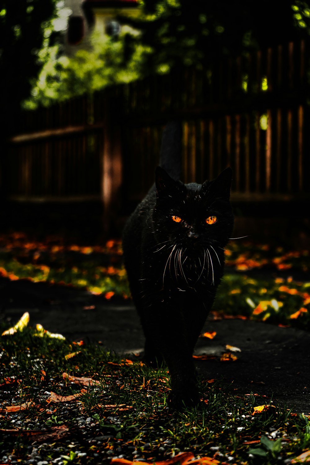 a black cat is walking in the dark