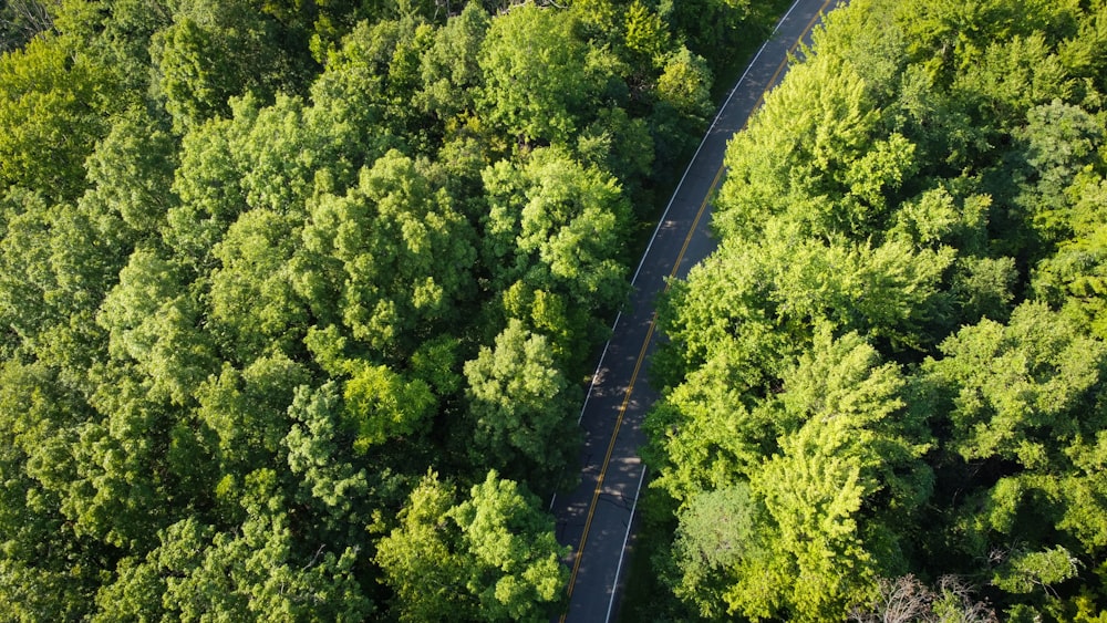 green trees beside gray concrete road