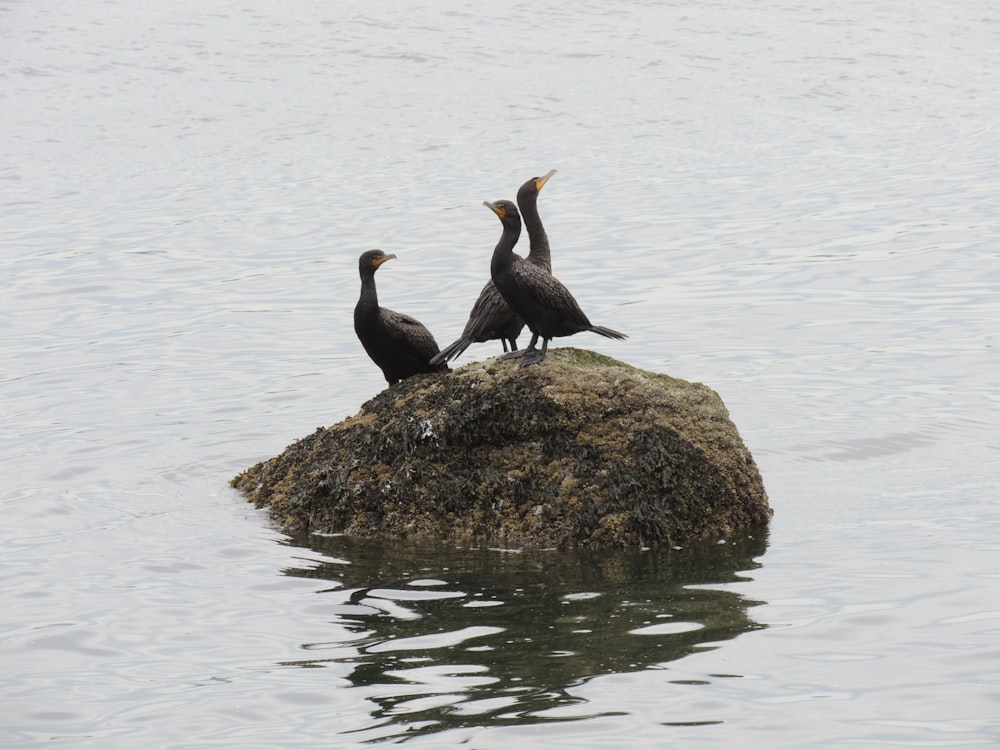 日中の水域近くの茶色の岩の上の黒い鳥
