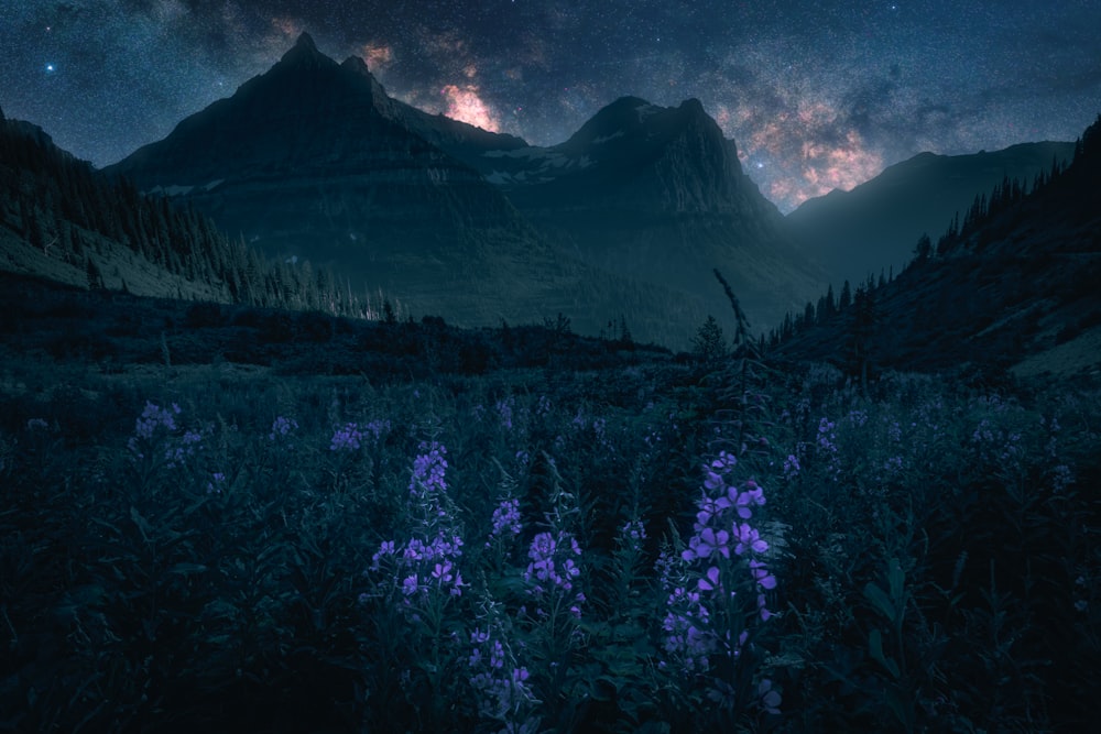 purple flowers near mountain during daytime