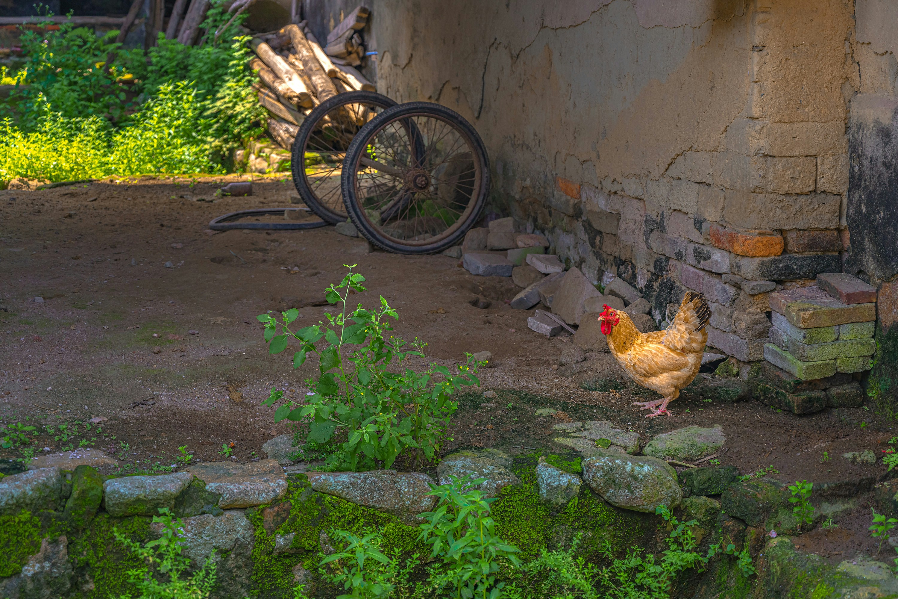 brown chicken on green grass