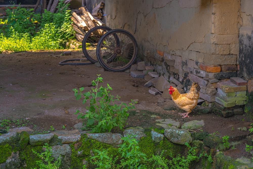 brown chicken on green grass