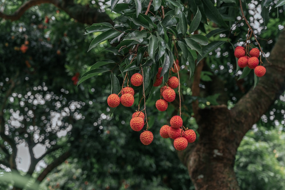 red round fruits on tree during daytime