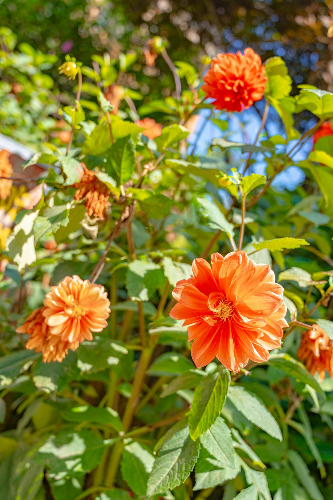 red and yellow flower in close up photography