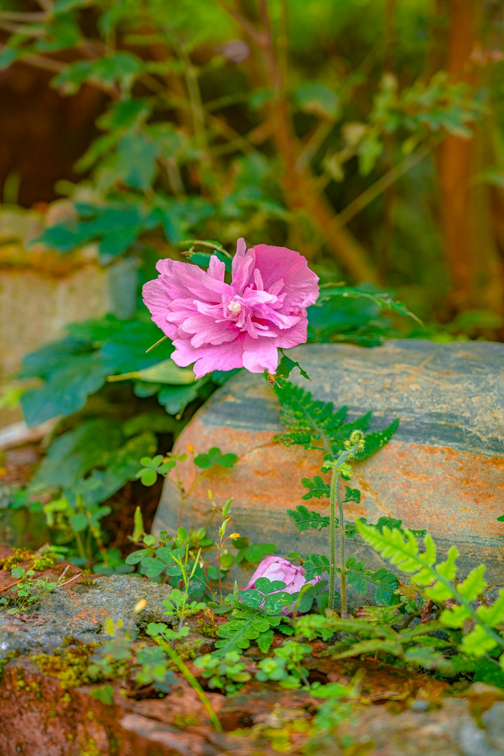 pink flower on brown wooden pot